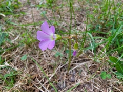 Oxalis violacea