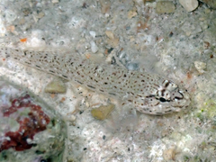 Gobius incognitus
