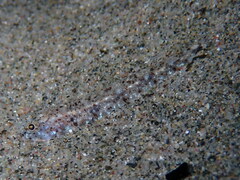 Pomatoschistus marmoratus