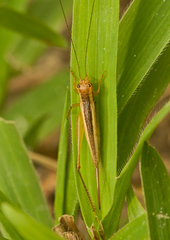 Euscyrtus concinnus