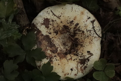 Russula delica