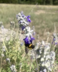 Bombus sonorus