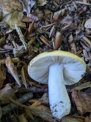 Russula ochroleuca