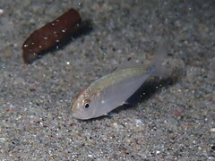 Trachinotus ovatus