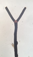 Amphiroa fragilissima