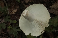 Russula delica