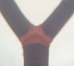 Amphiroa fragilissima