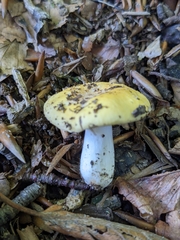 Russula ochroleuca