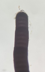 Amphiroa fragilissima