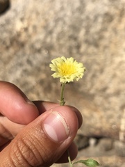 Andryala integrifolia