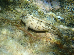 Parablennius sanguinolentus