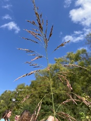 Sorghinae