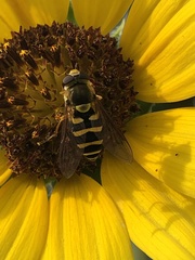 Syrphus opinator