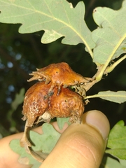 Andricus dentimitratus