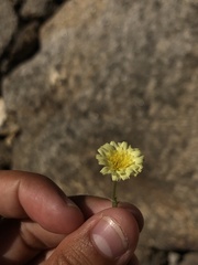 Andryala integrifolia