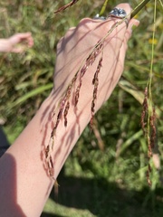 Sorghinae