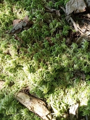 Sphagnum girgensohnii