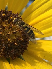 Syrphus opinator