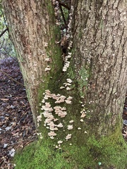 Rigidoporus populinus