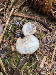 Russula crassotunicata