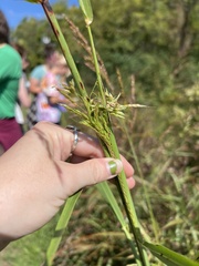 Sorghinae