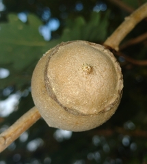 Andricus quercustozae