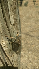 Cicada