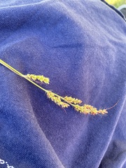 Echinochloa crus-galli