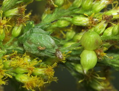 Asphondylia solidaginis