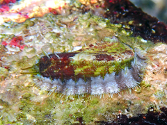 Haliotis tuberculata