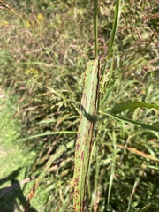 Sorghinae