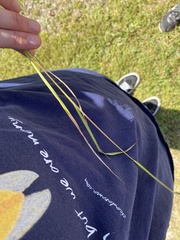 Echinochloa crus-galli