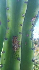 Cicada