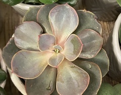 Echeveria gibbiflora × potosina