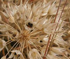 Allium acuminatum