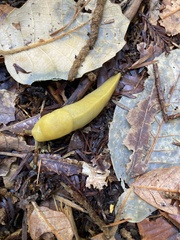 Ariolimax dolichophallus