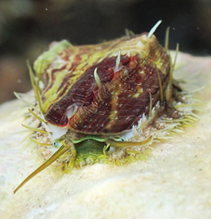 Haliotis tuberculata