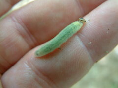 Amblyscirtes aesculapius