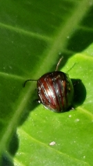Chrysolina americana
