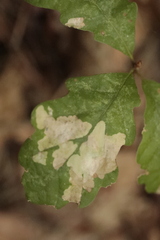 Tischeria ekebladella