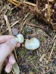 Russula crassotunicata
