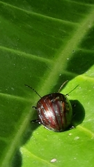 Chrysolina americana