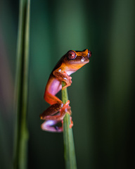 Dendropsophus sarayacuensis