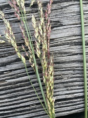 Sorghum