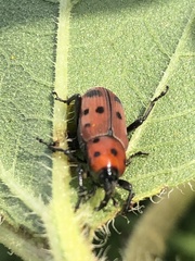 Rhodobaenus tredecimpunctatus