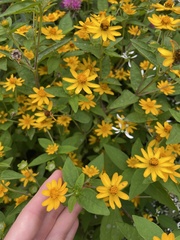 Melampodium divaricatum