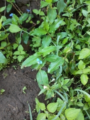 Commelina benghalensis