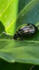 Chrysolina americana