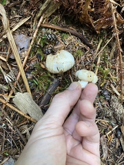 Russula crassotunicata