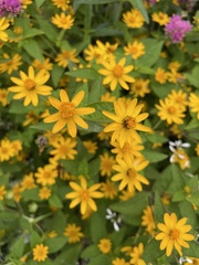 Melampodium divaricatum